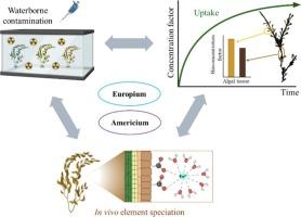 Exploring Americium bioaccumulation in Ascophyllum nodosum seaweed through Europium as a surrogate: A kinetic and speciation study