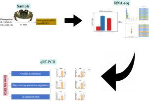 Neuroendocrine transcriptomics in Eriocheir sinensis: Photoperiod-induced modulation of gonadal development and circadian clock genes in neural tissues