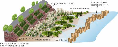 Dynamics, vulnerabilities, and adaptive strategies for tidal flat sustainability in a mega fluvial-tidal estuary