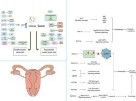 Autophagy regulation in ovarian cancer chemoresistance: Molecular mechanisms and emerging frontiers