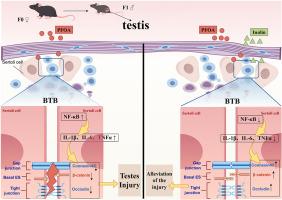 Early-life PFOA exposure-induced male reproductive adverse effects are associated with the activation of the NF-κB signaling pathway: The mitigative role of inulin