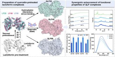 Sub-denaturing thermal pretreatment modulates lactoferrin-quercetin interactions: Structural dynamics, binding mechanisms, and functional synergy