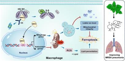 Oridonin mitigates bacterial pneumonia by regulating mitochondrial integrity and ferroptosis via targeting KEAP1/NRF2 signaling