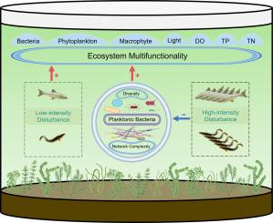 High-intensity fish disturbance reduces ecosystem multifunctionality by diminishing planktonic bacterial diversity and network complexity