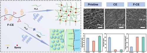 CO2-philic chain extenders: Engineering interfacial activation for optimized cellular morphogenesis in biodegradable polymer foams