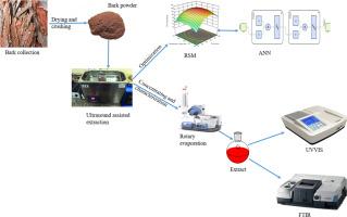 Application of response surface methodology (RSM) and artificial neural network (ANN) for bioactive compounds recovery from mimosa wattle tree (Acacia Mearnsii) bark using ultrasound-assisted extraction