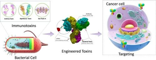 Bacterial toxins as immunomodulatory agents in cancer therapy