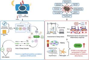 EP300 as a potential mediator of stress-induced sleep disruption through blood-brain barrier dysfunction and neuroinflammation