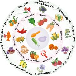 Engineered microbial production of carotenoids and their cleavage products: Recent advances and prospects