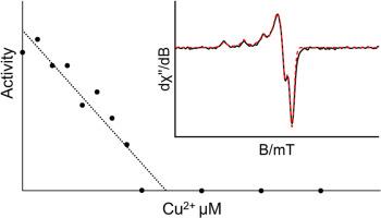 A kinetic and spectroscopic study of tetrahydrodipicolinate N-succinyltransferase (DapD) from Serratia marcescens and its inactivation by Cu2+