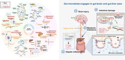 Physicochemical properties and combined toxic effects of micro- and nanoplastics on gut and gut-organ axes