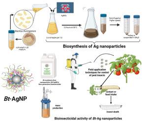 Biogenic synthesis of silver nanoparticles using Bacillus thuringiensis and its secondary metabolites; New generation bioinsecticides, current trends and future perspectives