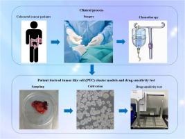 Personalizing colorectal Cancer treatment: Chemotherapy drug testing with patient-derived tumor cell clusters