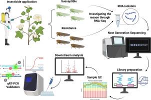 Investigating imidacloprid resistance in Amrasca biguttula biguttula (Ishida) (Hemiptera: Cicadellidae): Insights from RNA-Seq and functional validation using RT-qPCR