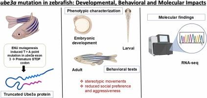 Mutation of ube3a causes developmental abnormalities and autism-like molecular and behavioral alterations in zebrafish