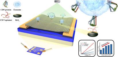 Light-induced field effect transistor-based biosensor consisted of aptamer and ReS2 single crystal layer for exosome detection