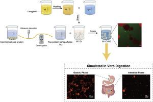 W1/O/W2 double emulsions stabilized by natural diosgenin and ultrasound-treated pea protein nanoparticles: A plant-based system for iron fortification