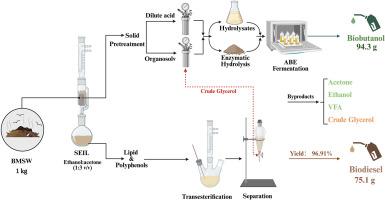 Sustainable production of biobutanol and biodiesel from municipal solid waste: Optimization and process integration