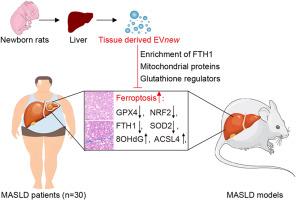Neonatal liver-derived FTH1-enriched extracellular vesicles attenuate ferroptosis and ameliorate MASLD pathogenesis