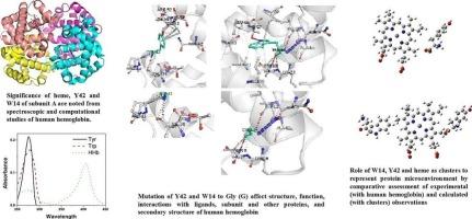 Revealing the functional importance of tyrosine and tryptophan of human hemoglobin for development of structural templates representing protein microenvironment