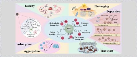 Beyond the surface: how dissolved organic matter recasts the biogeochemical behaviors of micro- and nanoplastics in aquatic environments