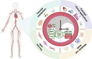 Circadian regulation of vascular function: Metabolism as a link from molecular mechanisms to clinical implications