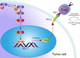 KRAS mutations promote PD-L1-mediated immune escape by ETV4 in lung adenocarcinoma