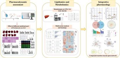 Protective effect and mechanism of Perilla frutescens (L.) Britton on acute liver injury via an integrated strategy of pharmacodynamics, liver metabonomics and lipidomics, and network pharmacology
