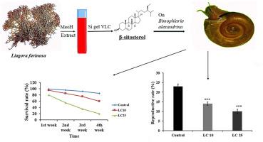 β-sitosterol: A novel molluscicidal agent from Liagora farinosa against Biomphalaria alexandrina snails with computational insights into its interaction with the retinoid X Receptor