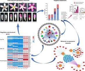 Integration of transcriptome and targeted metabolome reveals regulatory and structural genes involved in anthocyanin biosynthesis of four Ceiba speciosa germplasms