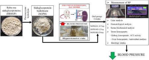 Evaluation of the antihypertensive effect of sialoglycoprotein hydrolysate from Labeo rohita roes using Wistar rats