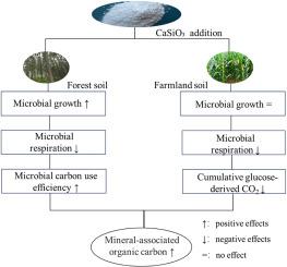 Similar mineral-associated organic carbon formation but distinct efficiencies by powdered wollastonite addition between two soils