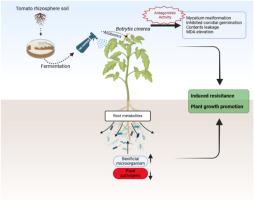 Biocontrol potential of Streptomyces alboflavus LNU-CPARS28 against tomato gray mold caused by Botrytis cinerea