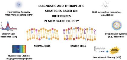Spotlight on membrane fluidity of normal and cancer cells: Implications for cancer diagnosis and treatment