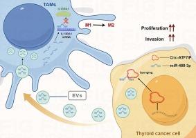 Circ-ATF7IP promotes IL13RA1 dependent M2 polarization of macrophage via sponging MiR-488-3p in papillary thyroid carcinoma