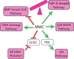 Pulmonary veno-occlusive disease: Insights from animal models