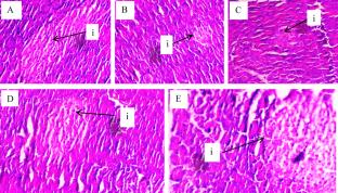 Holistic investigation of Cotula cinerea essential oil against diabetes: hypoglycemic activity, enzymatic inhibition, GC-MS characterization, ADMET forecasting, MD simulations, and DFT insights