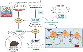 Dual acting inhibitor of soluble epoxide hydrolase and Cyclooxygenase-2, attenuates glomerular injury in renal hypoplasia mice