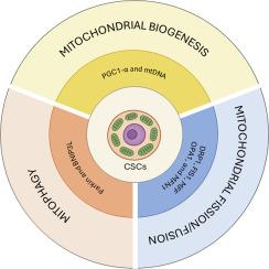 Unraveling the role of mitochondrial dynamics in cancer stem cells: Molecular basis and therapeutic implications