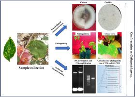 First report of Colletotrichum gloeosporioides causing leaf spot in Bougainvillea (Bougainvillea spectabilis Willd.) in India