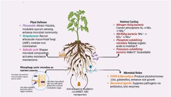 The secret dialogue between plant roots and the soil microbiome: A hidden force shaping plant growth and development