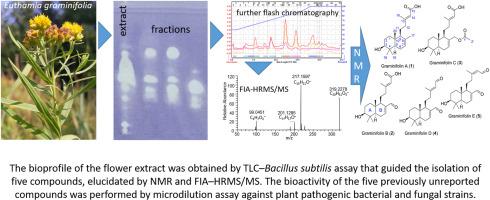 Undescribed antimicrobial labdane diterpenes from the flowers of Euthamia graminifolia