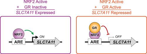 The Glucocorticoid Receptor Inhibits NRF2-Mediated Expression of SLC7A11