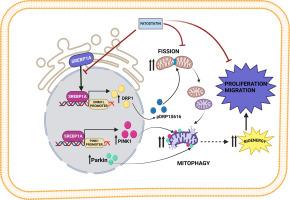 SREBP1a induced PINK1-Parkin mediated mitophagy facilitates ovarian cancer progression