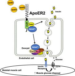 Apolipoprotein E receptor 2 in endothelium promote glucose tolerance by mediating insulin delivery to skeletal muscle