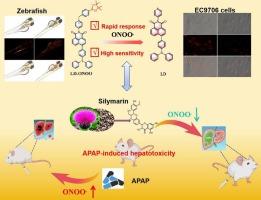 A rapid-response red-emitting probe for peroxynitrite fluctuation and silymarin protection in drug-induced hepatotoxicity