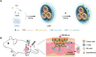 Formulation screening for local delivery of mRNA and photosensitizer to treat superficial tumor