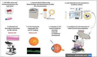 Celecoxib-loaded mesenchymal stem cell-derived exosomes ameliorate laser-induced choroidal neovascularization in a rabbit model