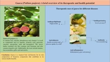 Guava (Psidium guajava): A brief overview of its therapeutic and health potential