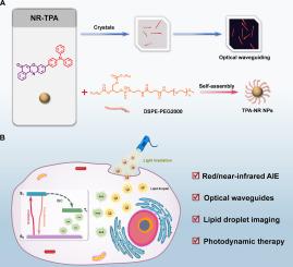 Multifunctional nile red-triphenylamine AIEgen for optical waveguides, lipid droplet imaging, and photodynamic therapy